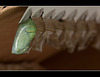 Monarch Chrysalis Bokeh (Butterfly Metamorphosis, Part 1!)