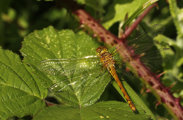 Early Common Darter