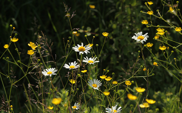 Mini Meadow