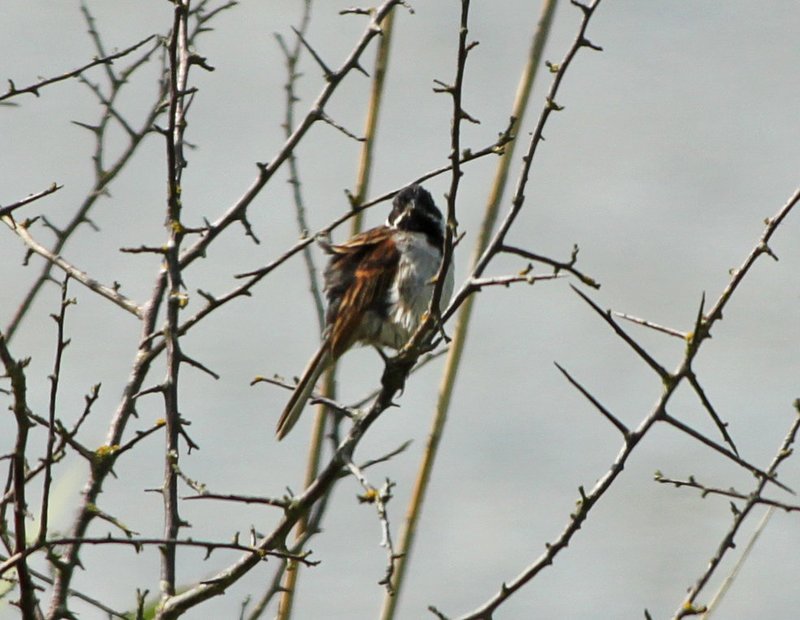 Reed Bunting Male