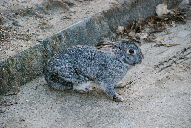 Rabbit adapted to a life on the grey streets