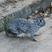 Rabbit adapted to a life on the grey streets