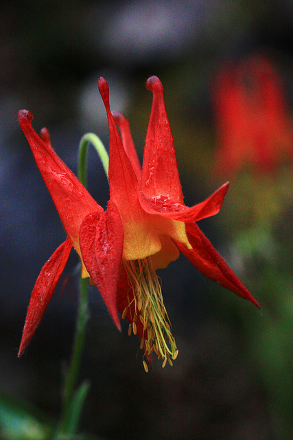 Aquilegia formosa