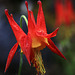 Aquilegia formosa