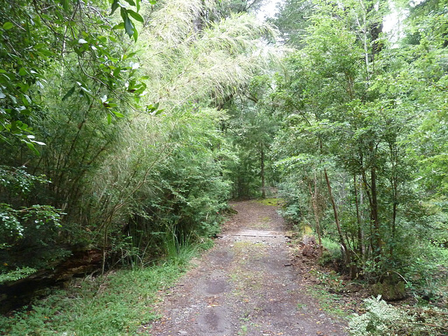 Camino del bosque