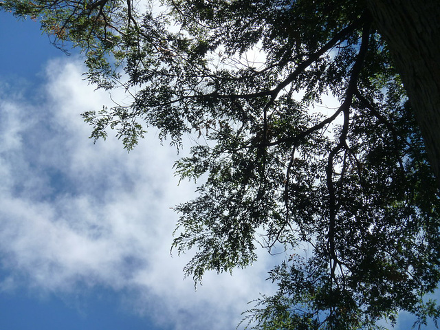 Arbol frente a nubes