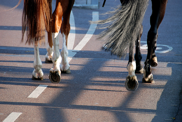 Horses on the cycle path