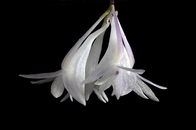 Dendrobium malvicolor