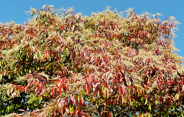 emmetts in autumn