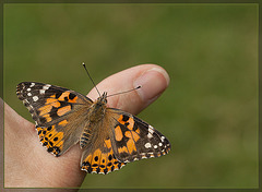 Painted Lady on My Thumb!