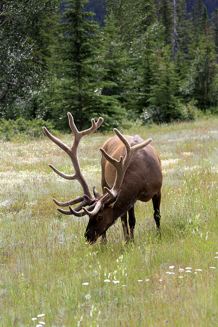 Wapiti