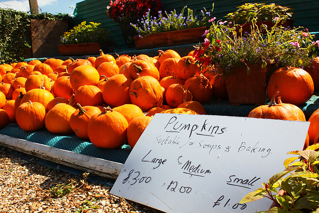 The Price Of Pumpkins