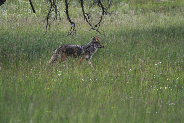 Coyote