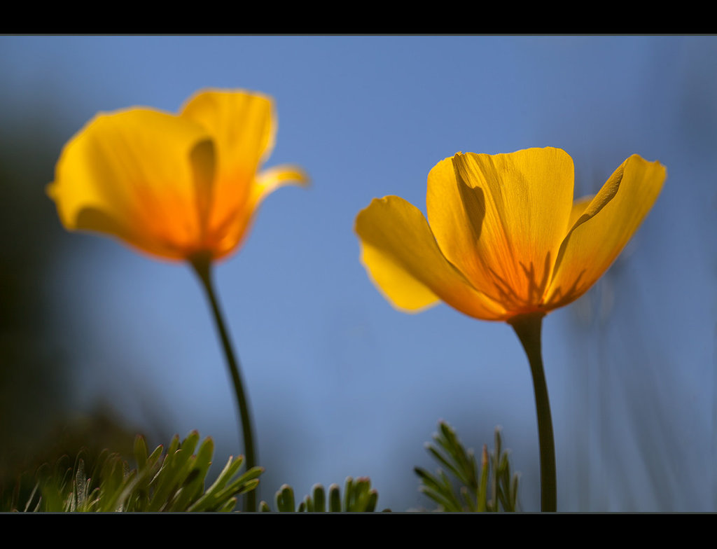 125/365: "Life is the flower for which love is the honey." ~ Victor Hugo [Explore]