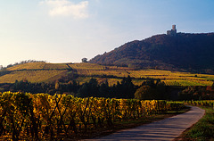 Ortenbourg et les vignes de Scherwiller - Bas-Rhin