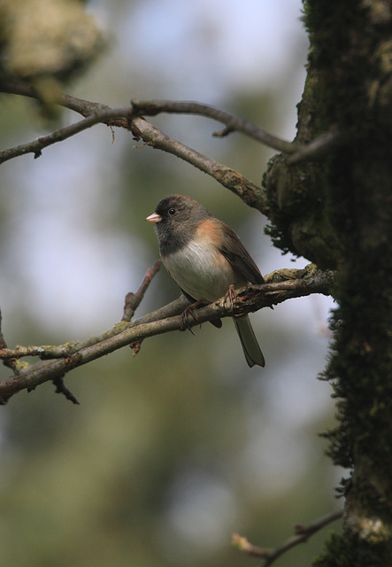 Junco oreganus