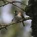 Junco oreganus