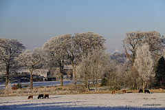Hoarfrosted landscape