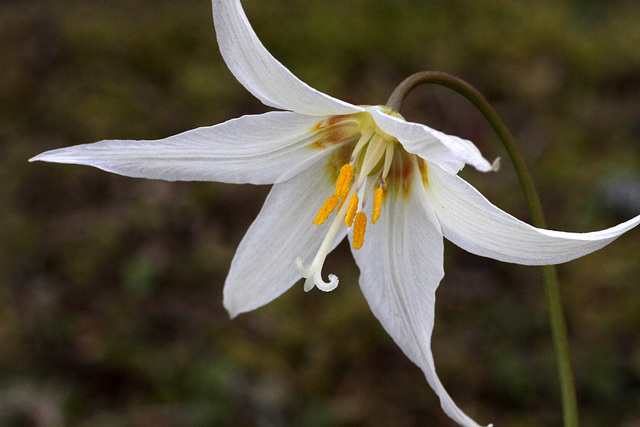 Oregon Fawn Lily