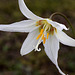 Oregon Fawn Lily