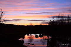 Dusk colours on the pond - 19 January