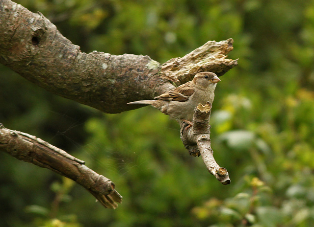 House Sparrow