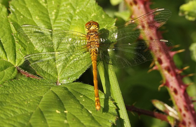 Common Darter