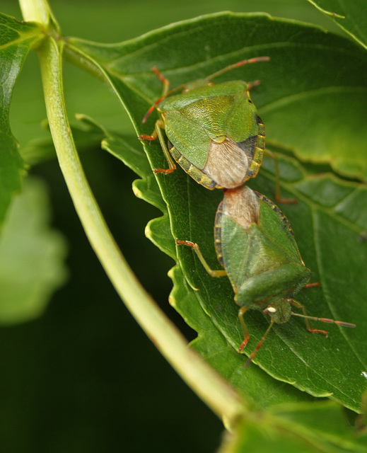 Common Green Shieldbug Pair