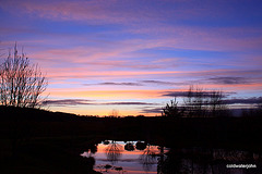 Dusk colours on the pond - 19 January