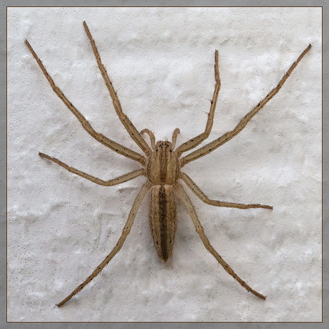 Golden Spider on the Wall...
