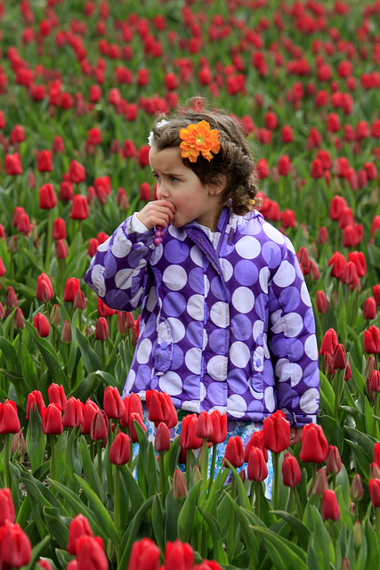 Lost in the Tulips