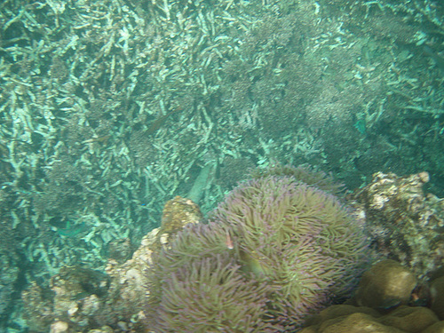 more snorkelling