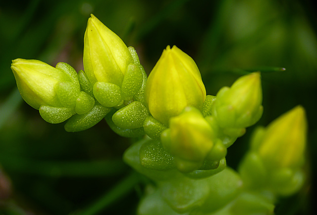 Biting Stonecrop Buds