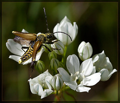 Golden Velvet Beetle Ready for Takeoff! (False Blister Beetle: Oedemera)