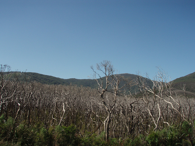 forest remains from the fires