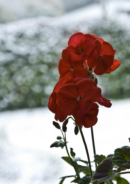 Red on white