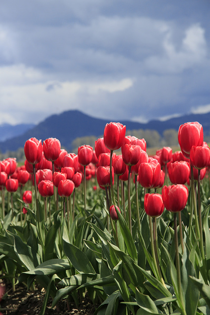 Skagit Valley Tulips