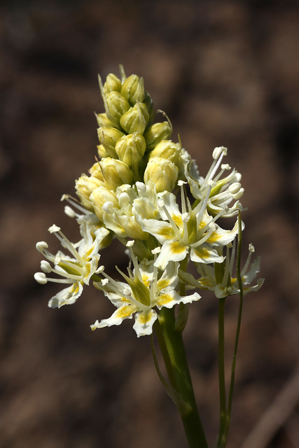 Death Camas