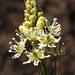 Death Camas