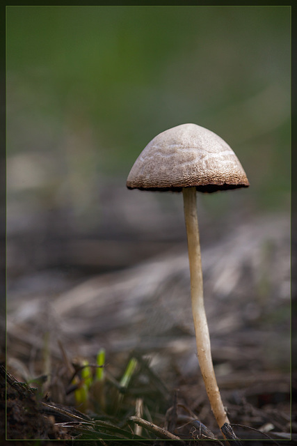 Meadow Mushroom