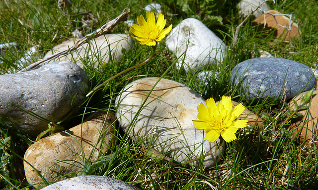 Lesser Hawkbit - Leontodon saxatilis