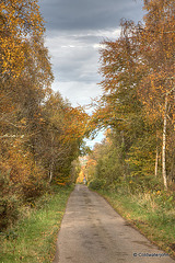 Autumn Journey down country lanes...