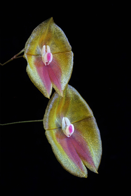 Lepanthes escobariana