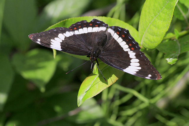 Western White Admiral