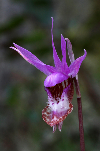 Fairy Slipper