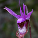 Fairy Slipper