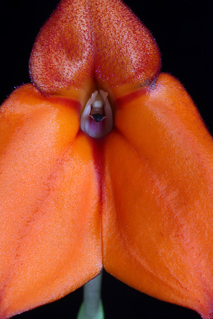 Masdevallia welischii 'Rip Hoff'