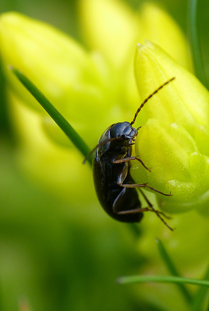 Little Beetle