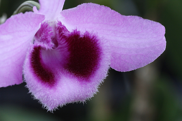 Dendrobium Little Sweetscent