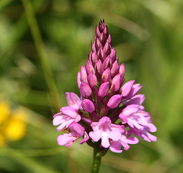 Pyramidal Orchid @ Friston